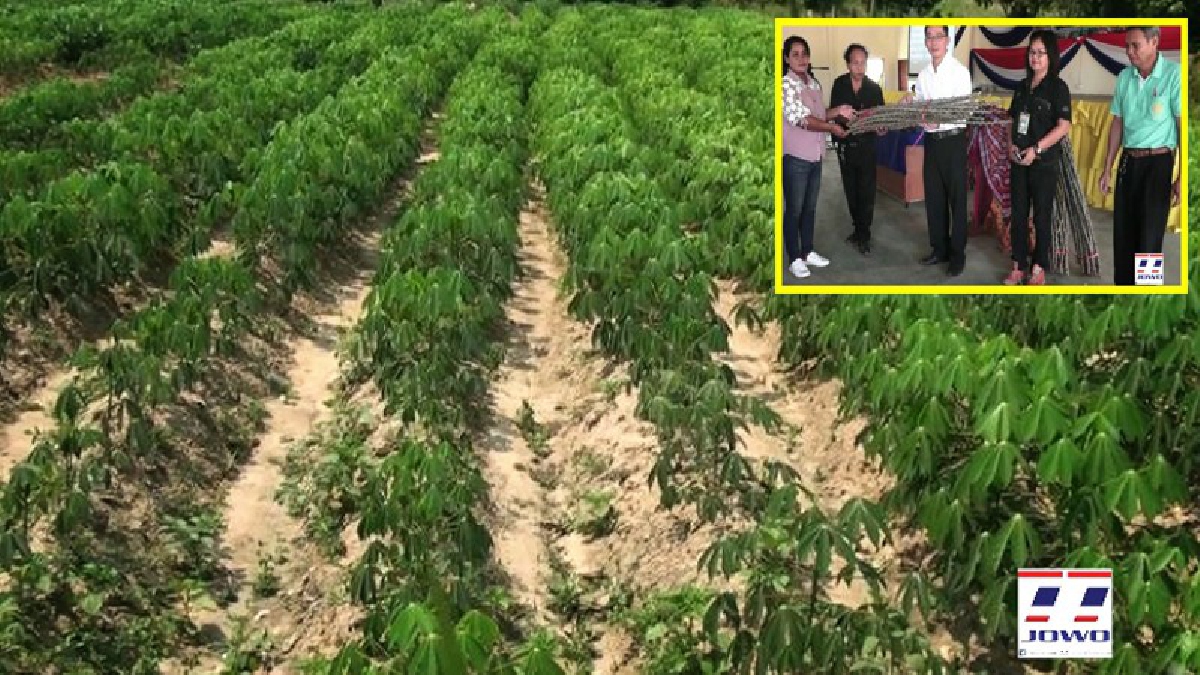 เกษตรอำเภอปราสาท จ.สุรินทร์ เพิ่มพัฒนาศักยภาพตลาดมันสำปะหลังแปลงใหญ่ประชารัฐ สู่การเป็น Smart Farmerในพื้นที่ 500 ไร่ (ชมคลิป)