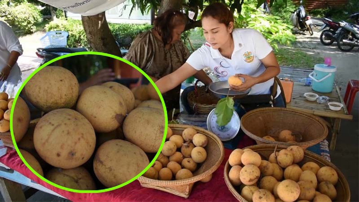 ของดีอ่างทอง..!? ออกสู่ท้องตลาดแล้ว "กระท้อนทอง" ใบใหญ่รสชาติที่อร่อยหวานนุ่มเนื้อเยอะ ทำรายได้ให้เจ้าของสวนปีละหลายแสน (มีคลิป)