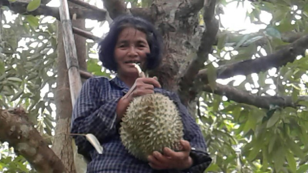 พาชมสวนผลไม้!! ผลไม้เลื่องลือ "ทุเรียนหมอนทอง" ชาวสวนเกษตรอินทรีย์พื้นบ้านสู้ชีวิต (มีคลิป)