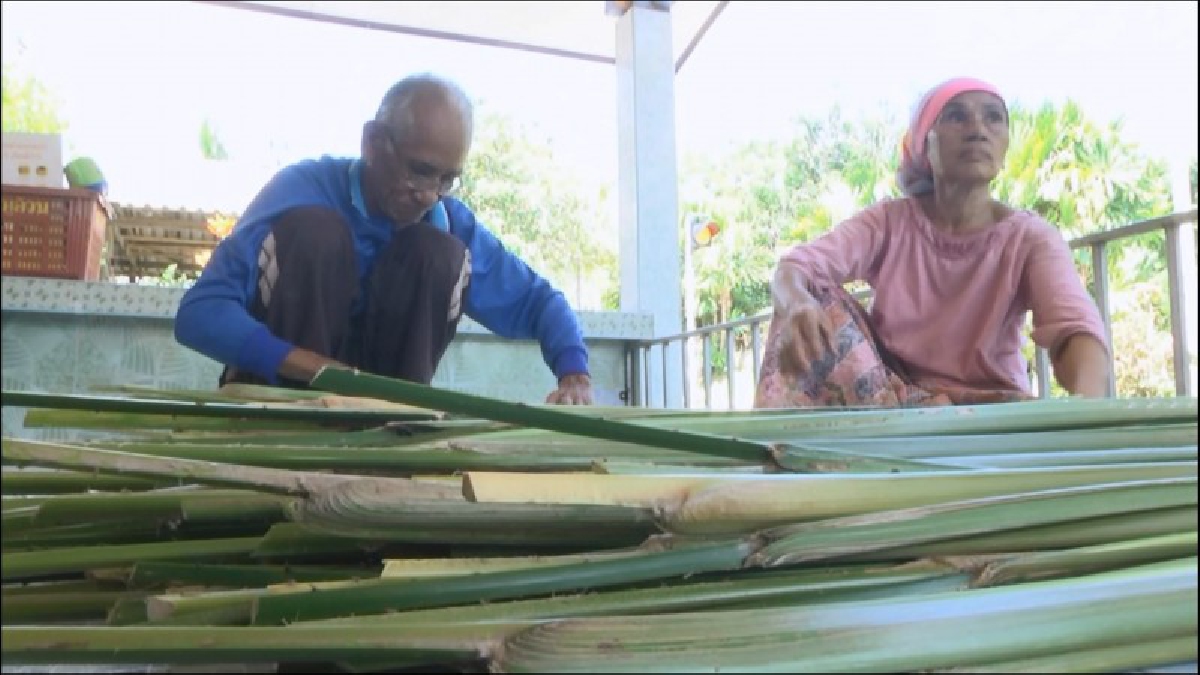 อย่าดูถูกอาชีพทำกิน!! เกษตรกรชาวสวนยาง ทำสวนกะพ้อแซมร่องยางพารา จากถูกมองว่าบ้า กลายเป็นพืชทำเงินในปัจจุบัน (มีคลิป)