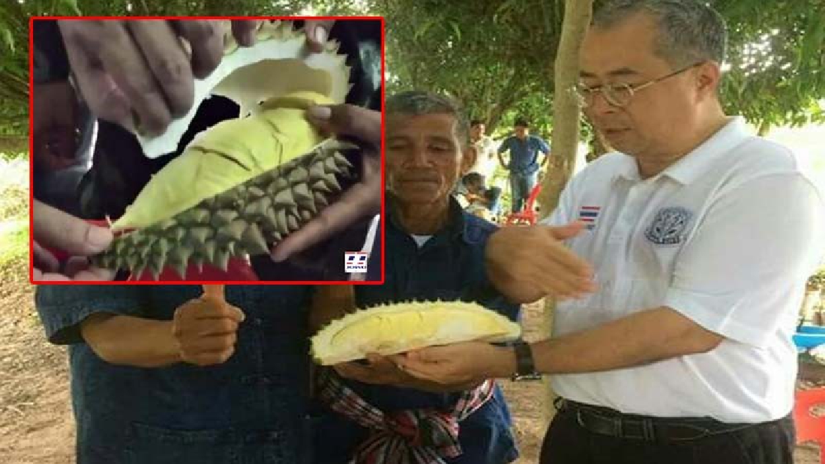 เกษตรกรเมืองช้างมีเฮ!! สีสันทุเรียนลูกแรกของ จ.สุรินทร์ "เนื้อหอม หวานมัน" ไม่แพ้จังหวัดอื่น ยั่วน้ำลายสุดๆ!! (ชมคลิป)
