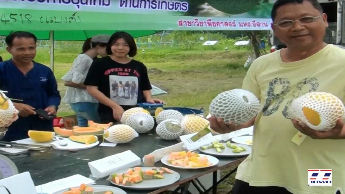 วันแรกไม่พอขาย!! ม.ราชมงคลสุรินทร์ เปิดสวนขายเมล่อนปลอดสารพิษ ได้ทั้งความรู้และเงิน ชาวบ้านสนับสนุนแห่ซื้อไม่ขาดสาย (ชมคลิป)