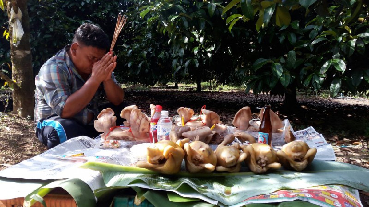 วอนสิ่งศักดิ์สิทธิ์..ช่วยด้วย!! เจ้าของสวน นำหัวหมูไหว้ช้าง วอนหยุดบุกรุกสวน เผยถ้าปีนี้รวย ผลไม้ได้ 2 ล้านจะฉายหนังช้างให้ดู (มีคลิป)