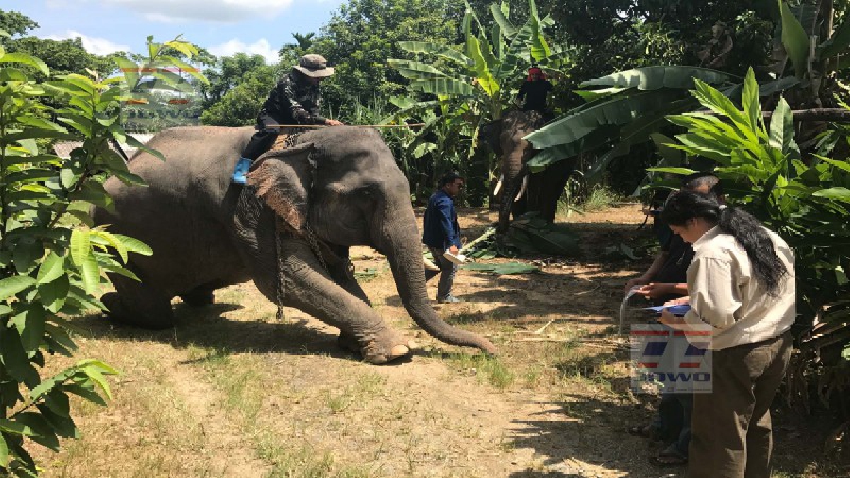 สำนักงานปศุสัตว์!! ร่วมออก "ตรวจสุขภาพช้าง" ประจำปี เพื่อตรวจสอบความพร้อมและสุขภาพช้างในภาคใต้ (มีคลิป)