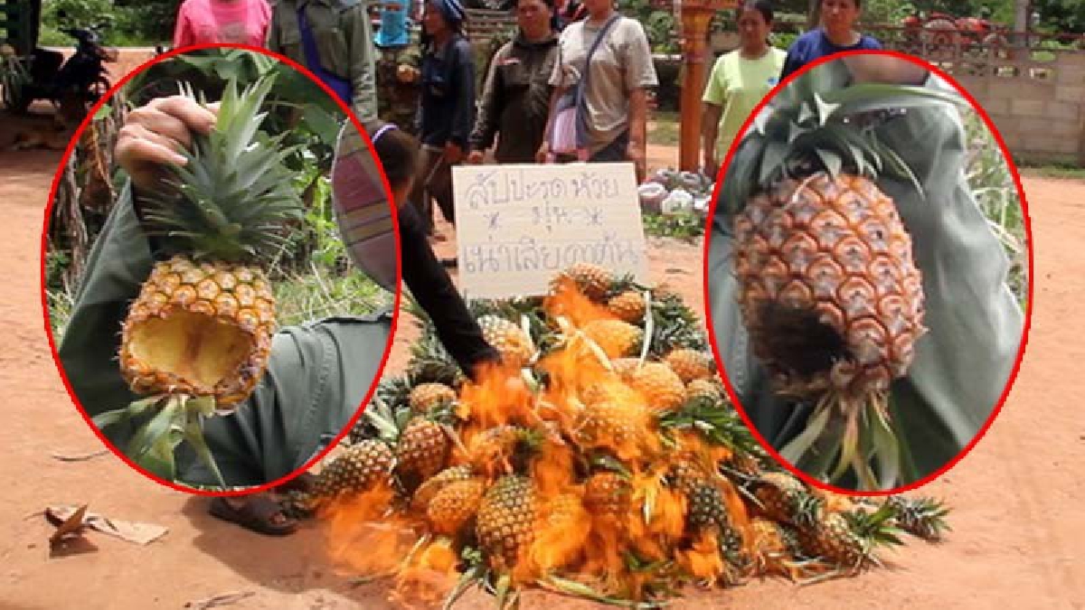เผาสับปะรดประชดราคาตกต่ำ!? ชาวสวนเรียกร้องให้ "ลุงตู่" ช่วยด้วย ถามหาผู้ว่าราชการจังหวัดอยู่ไหน? เข้ามาดูแลแก้ไขปัญหาสับปะรดขายไม่ได้ (คลิป)