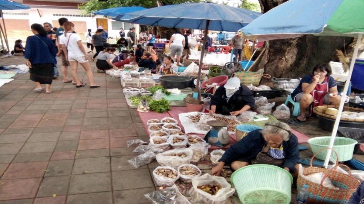 นาทีทอง!! ชาวลาวแห่นำเห็ดโคนวางจำหน่ายหน้าตลาดเทศบาล อ.เขมราฐ กันคึกคัก หลังเข้าหน้าฝน เห็ดผุดตามธรรมชาติจำนวนมาก (คลิป)