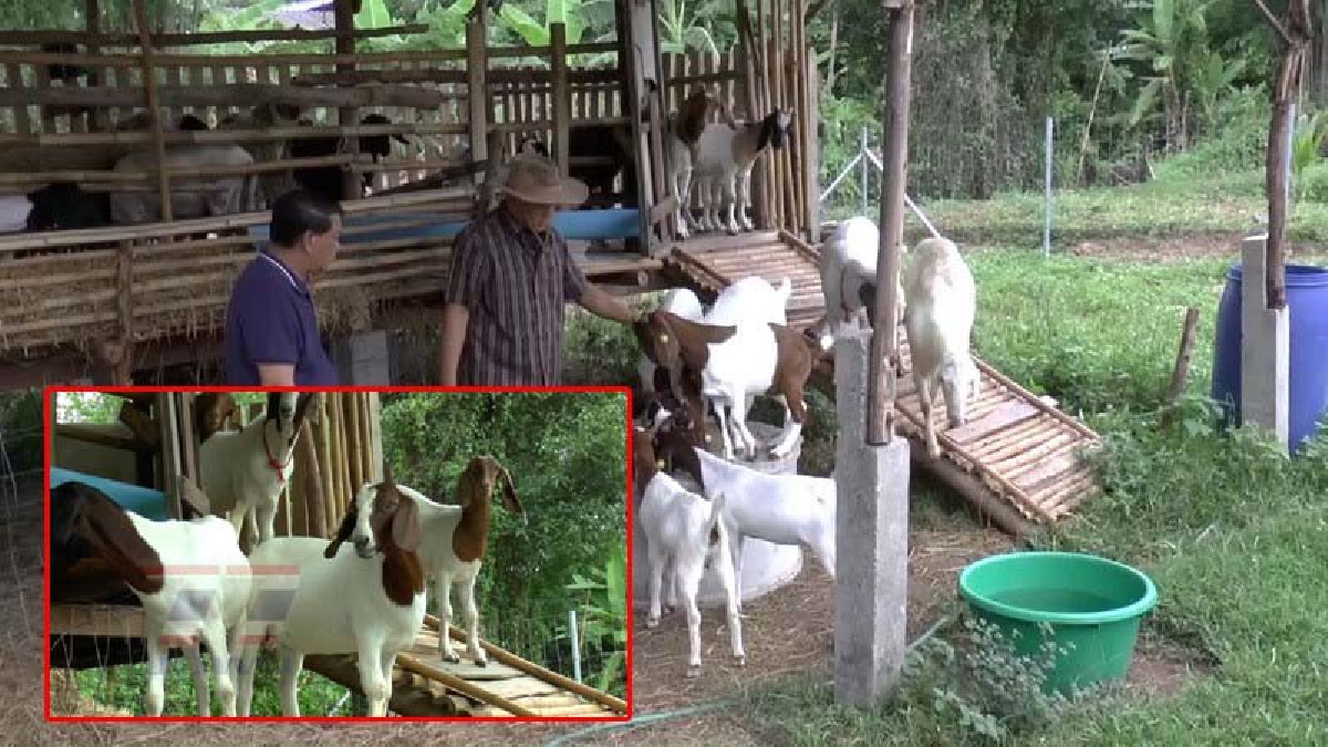 เลี้ยงแพะขุนสร้างรายได้!! อดีตหนุ่มพนักงาน TOT หันหลังให้งานประจำ มาเลี้ยง "แพะขุน" สร้างรายได้เดือนละกว่า 30,000 บาท (มีคลิป)