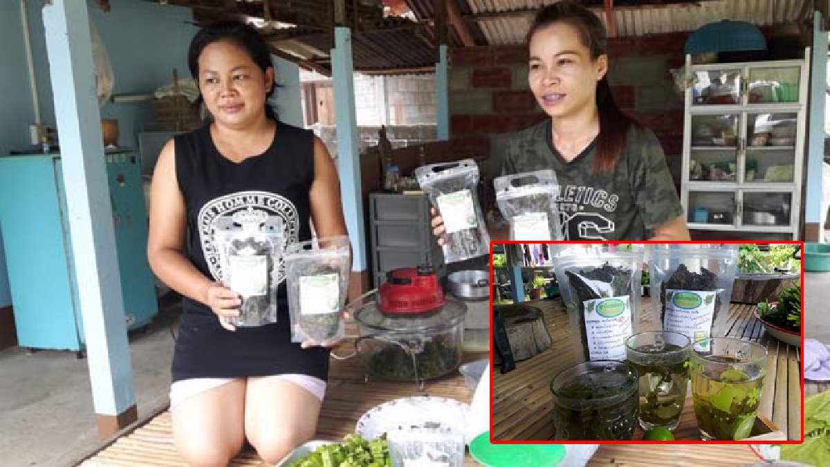 เกษตรกรคนรุ่นใหม่!! หันมาทำชาเขียวใบหม่อน เปิดตลาดซื้อขายกันบนทางโลกออนไลน์ สร้างรายได้ดี (มีคลิป)