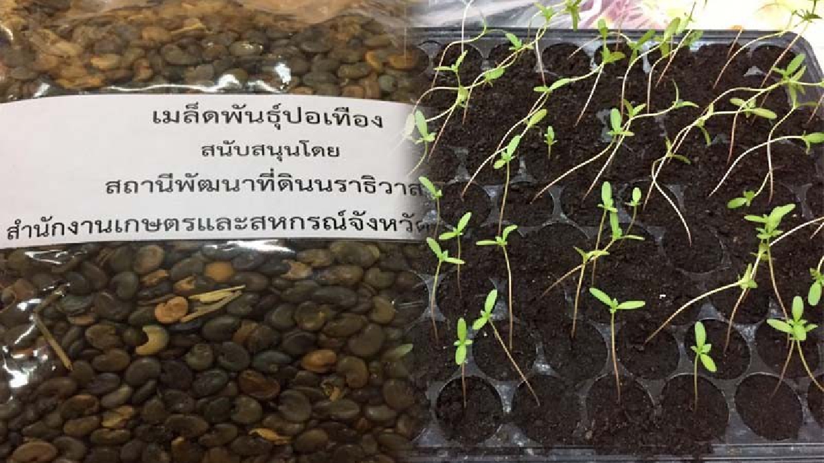 นราธิวาส!! ร่วมมือเปิดอบรมปลูกดอก "ดาวเรือง" ให้เหลืองทันพระราชพิธีถวายพระเพลิงพระบรมศพพ่อหลวง ร.๙