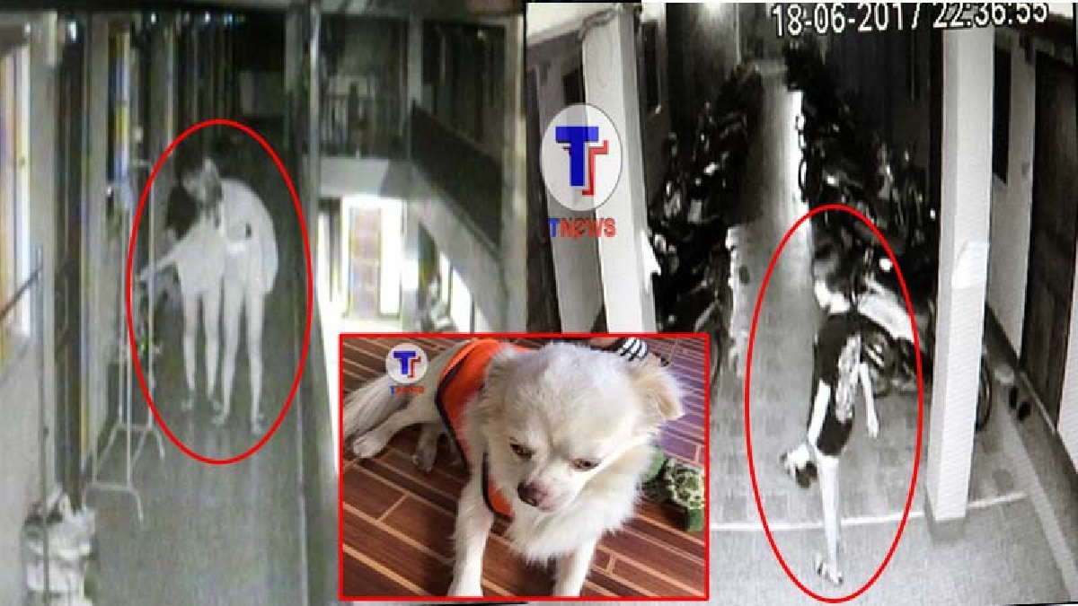 เดินช้อปเป็นเปิดท้ายเลย!! วงจรปิดจับภาพ 2สาววัยรุ่น บุกหอพักกลางดึก เดินเลือกรองเท้าหยิบไปหน้าตาเฉย แถมอุ้มสุนัขไปอีกตัว (ชมคลิป)