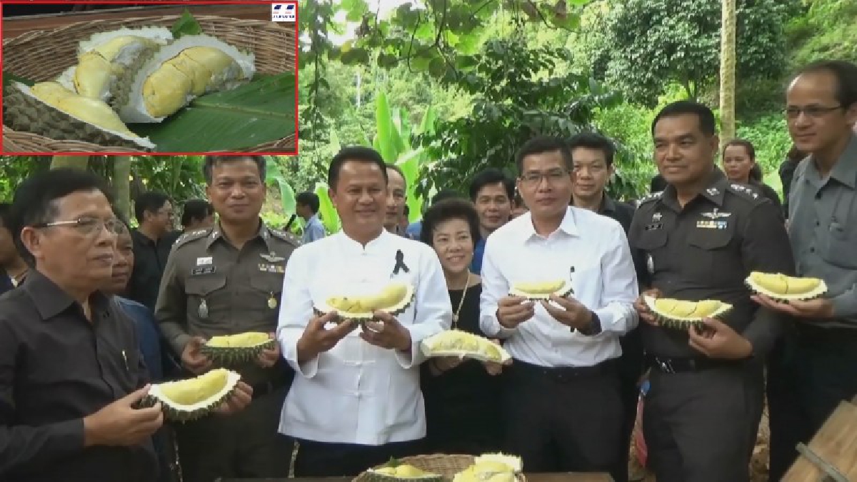 ว้าว...สุดยอด!! สุโขทัยพบทุเรียนยักษ์พันธุ์จระเข้ อายุ 220 ปี รสชาติสุดเลิศ ใครได้ลองแล้วจะติดใจแต่ขอบอกจองปีนี้จะได้กินปีหน้า (มีคลิป)