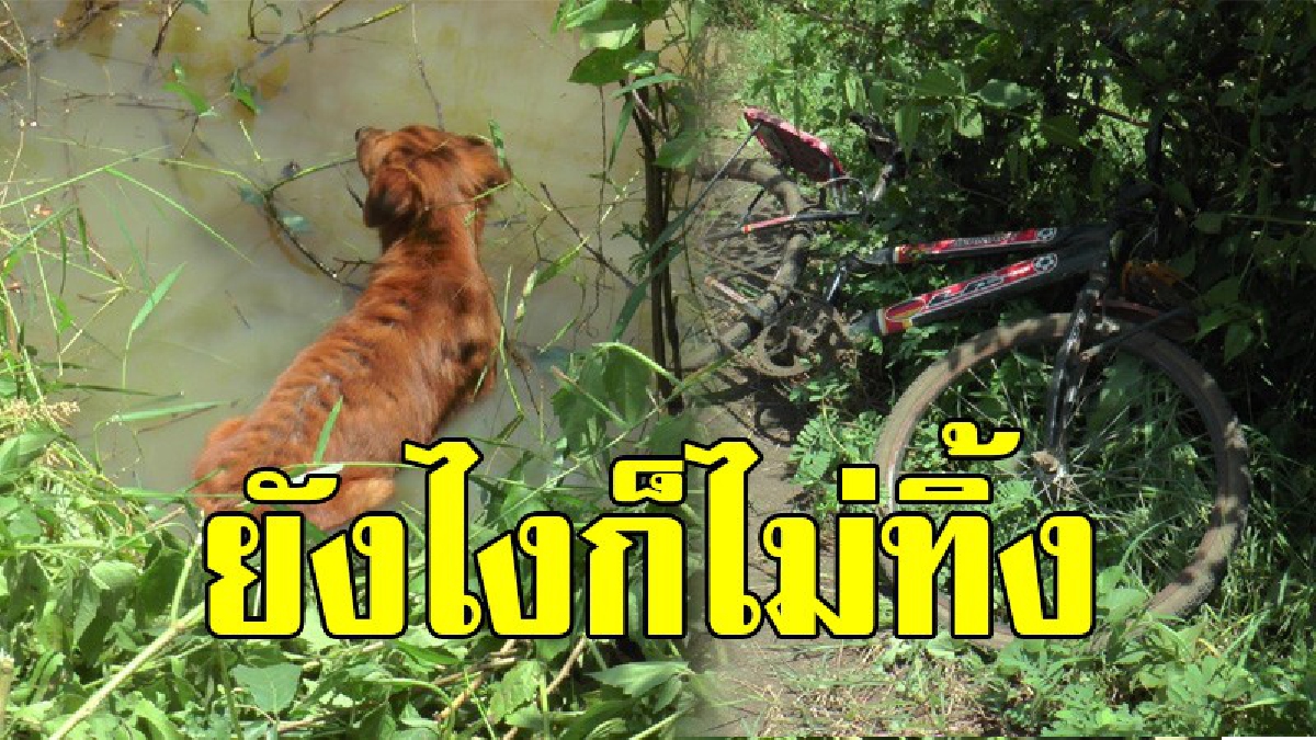 ยังไงก็ไม่ทิ้ง!! พบศพปริศนาชายวัย 39 ปี นอนจมน้ำในลำห้วยเสียชีวิตปริศนา ข้างศพมี "เจ้าตูบ" นอนแช่น้ำเฝ้าศพตลอดทั้งคืน (มีคลิป)