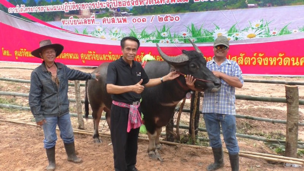 จ.นครพนม เฟ้นหาพ่อ-แม่พันธุ์กระบือ เตรียมขยายเพิ่มประสิทธิภาพการผลิตสินค้าเกษตร (มีคลิป)