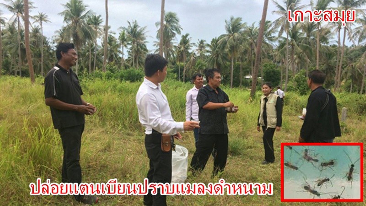 สุราษฎร์ฯ!! เร่งปล่อยแตนเบียนปราบ "หนอนหัวดำ" ระบาดที่เกาะสมุยกว่า 8 ร้อยไร่ ลั่นจะกำจัดให้หมดจากเกาะสมุยปลายปี (มีคลิป)