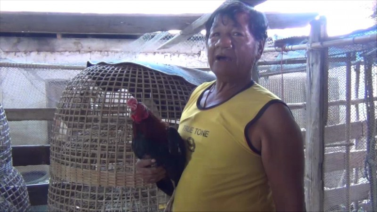 วอนช่วยผมด้วย!!ลุงวัย 64 เซียนไก่ชน ทุกข์หนัก หลักไก่ชนพ่อ-แม่พันธุ์ ตายปริศนากว่า 48 ตัว ใน 3 วัน วอนหน่วยงานช่วยตรวจพิสูจน์(มีคลิป)