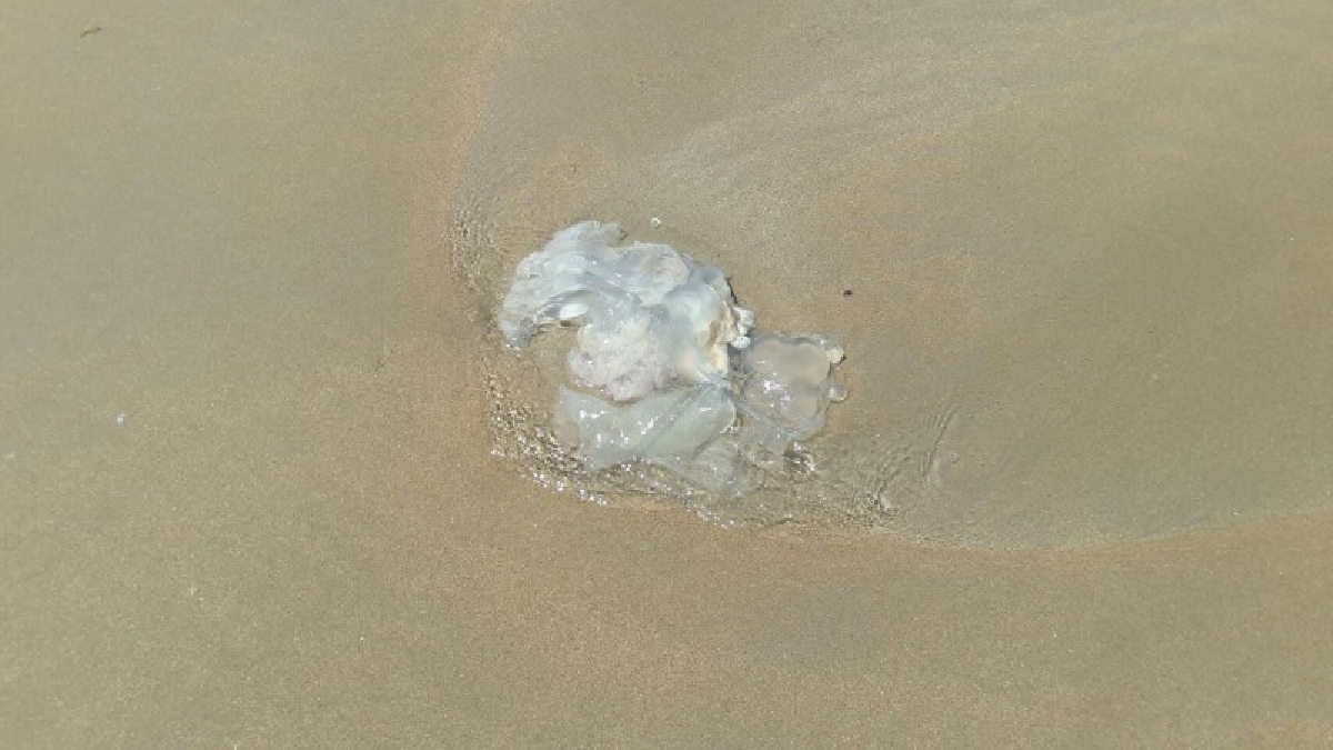 พบแมงกะพรุนเกลื่อนหาดจอมเทียน!! เตือนนักท่องเที่ยวให้ระวังอาจเกิดอันตรายได้(มีคลิป)