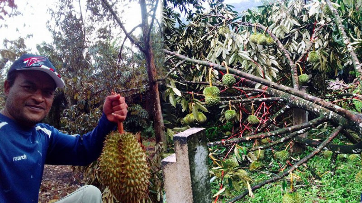 น้ำตาตก!! พายุฝนถล่มหนัก ทำมังคุด-ทุเรียนร่วงระนาว ล้มทั้งต้น ชาวสวนร่ำไห้ ความหวังปลดหนี้สิน สลายไปกับตา