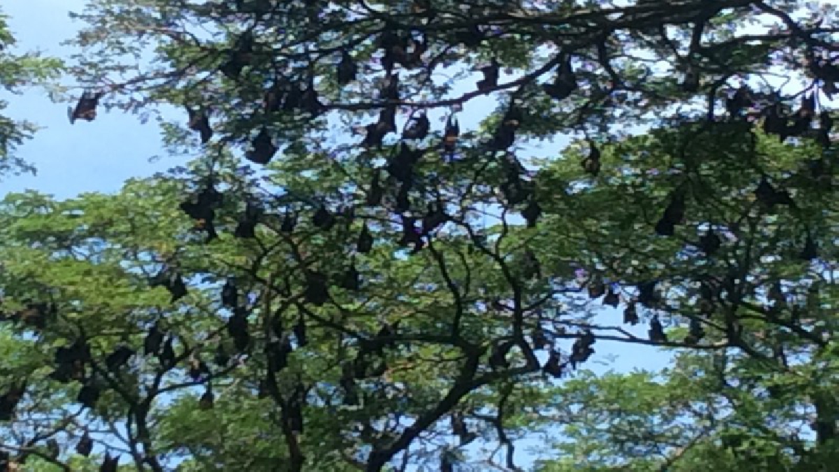 ฮือฮายกใหญ่!! ค้างคางแม่ไก่นับแสนตัว แห่เกาะต้นไม้ห้อยหัวกลางหมู่บ้าน ชาวบ้านวอนตรวจสอบ หวั่นโรคระบาด (มีคลิป)