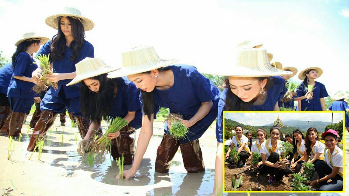 เพื่อเรียนรู้ปรัชญาเศรษฐกิจพอเพียง นางงาม"มิสแกรนด์"ร่วมใจกิจกรรมปลูกดาวเรืองถวายอาลัยพ่อหลวง ร.9 รวมทั้งเรียนรู้ทฤษฎีไร่นาสวนผสม(มีคลิป)