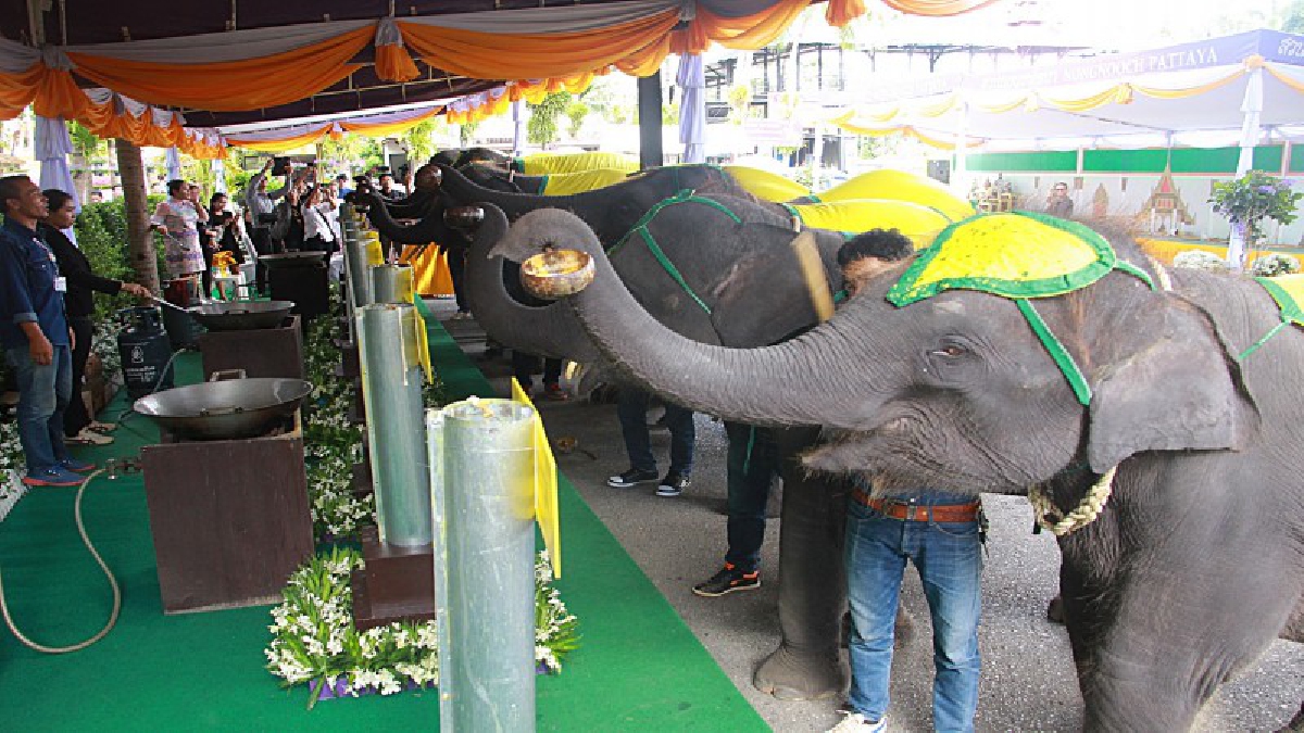 น่ารักสุดๆ!? ช้างแสนรู้ 9 เชือกร่วมหล่อเทียนพรรษา 9 วัด เพื่อความเป็นสิริมงคลและเล็งเห็นถึงความสำคัญของการหล่อเทียนพรรษา (มีคลิป)
