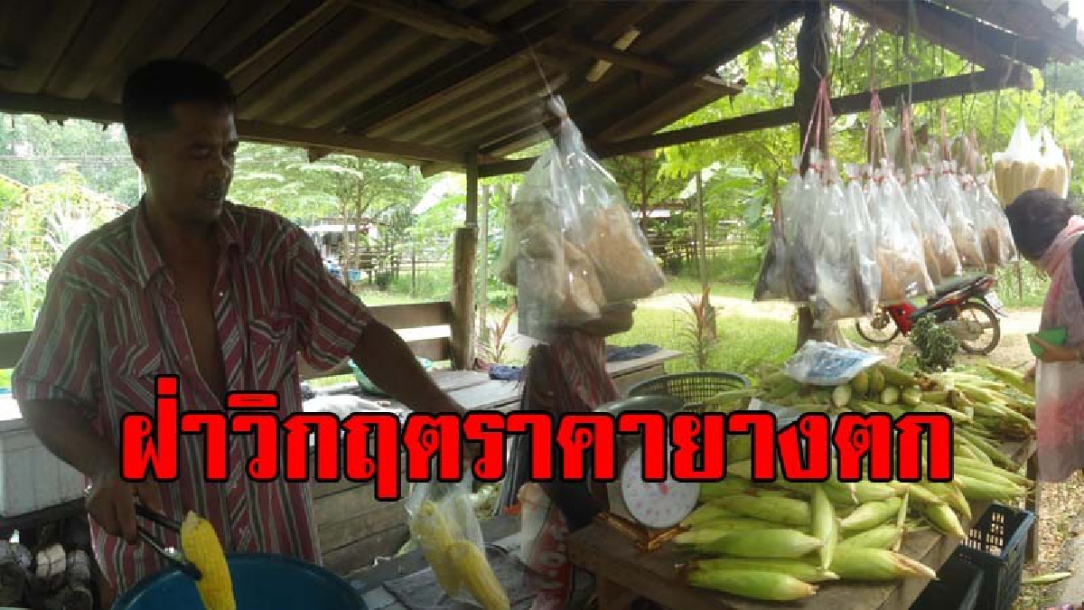 สู้ชีวิต!? ขายข้าวโพดหวานริมถนนสร้างรายได้ทดแทนช่วง "ราคายางพาราตกต่ำ" ยึดเศรษฐกิจชุมชนหมุนเวียน ปลูก รับซื้อ (มีคลิป)
