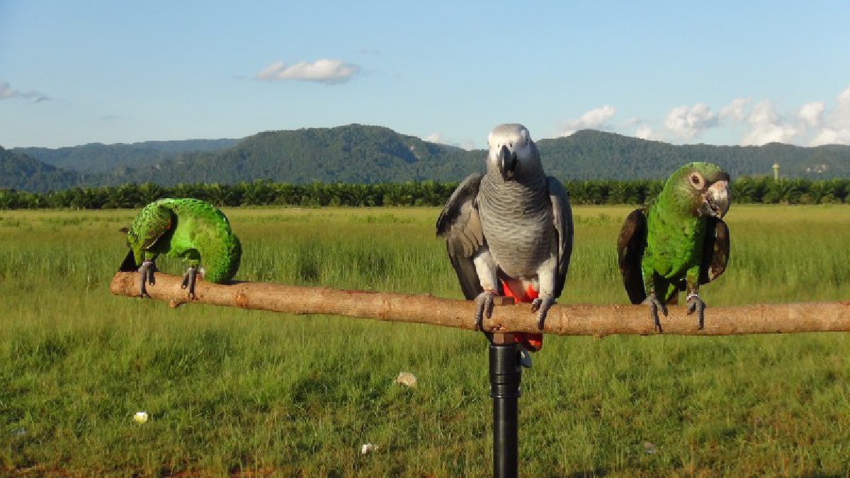 ลองดู...แล้วจะชอบ!! หนุ่มสตูล เสริมอาชีพเลี้ยงนก หลากหลายสายพันธุ์ ในตระกูลนกแก้ว ซึ่งเป็นนกแสนรู้ เพาะพันธุ์เอาลูกขายได้ดี
