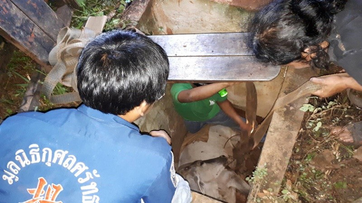 ทุกชีวิตมีค่า!? นานกว่า 5 ชั่วโมง ช่วยเหลือ "วัวเพศเมีย" พลัดตกท่อ เจ้าหน้าที่มูลนิธิกุศลศรัทธา รวมกำลัง เร่งช่วยเต็มกำลัง (มีคลิป)
