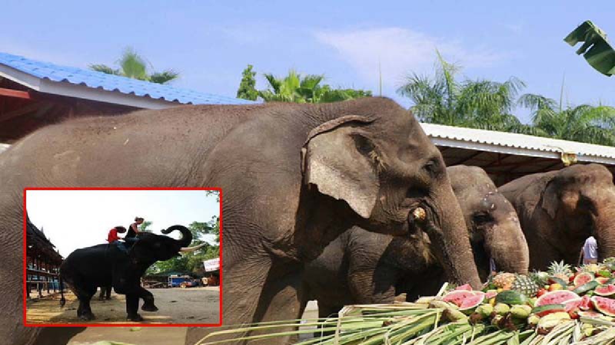 สุดอนาถช้างไทยหายไปในเมืองฝรั่ง!? หลังปางช้างอยุธยาขอนำช้าง 5 เชือก ไปแสดงโชว์ที่เยอรมนี ครบกำหนดไม่ยอมส่งคืน เชื่อเป็นการลักลอบ (มีคลิป)