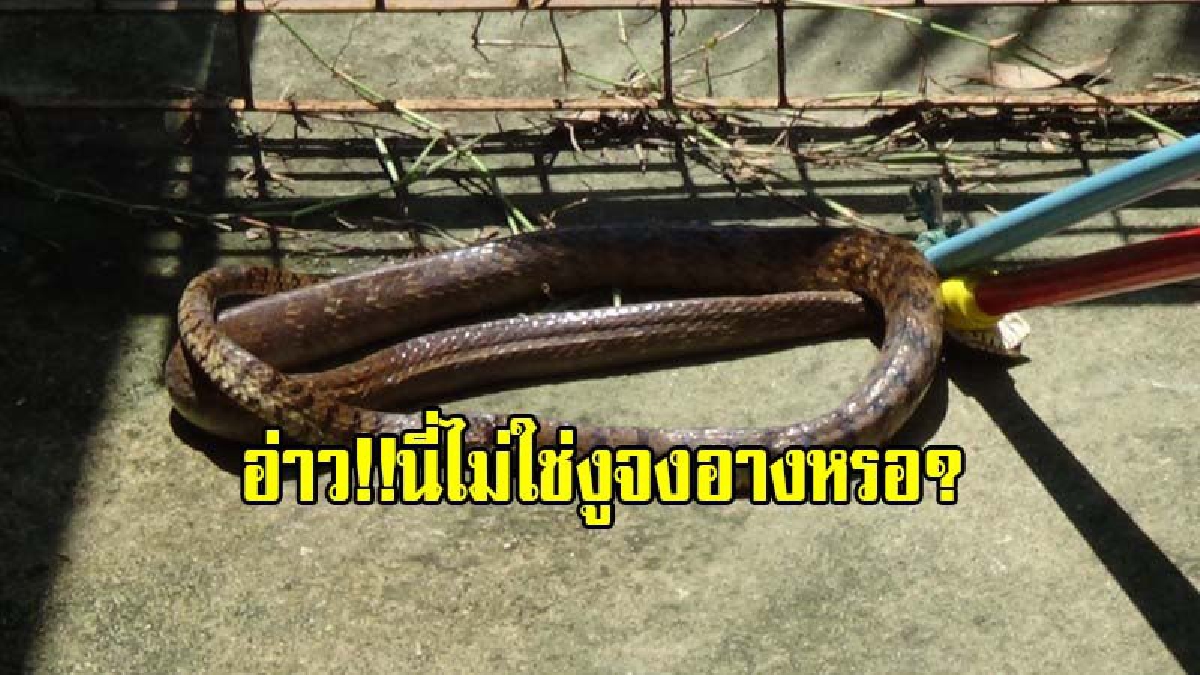 อ่าวไหนบอกว่าจงอาง!! กู้ภัยสว่างอริยะ นครนายก รับแจ้งช่วยจับงูจงอาจขนาดใหญ่ เมื่อไปตรวจสอบพบเป็นงูสิงห์ตัวใหญ่ (มีคลิป)