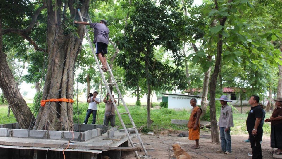 แห่งแรกของประเทศ!! วัดลงทุนเชื่อมเหล็กหุ้มต้นพะยูงอายุกว่า 100 ปี ป้องกันขบวนการตัดไม้ไปขาย หลังเคยถูกลักลอบตัดในวัดมาแล้ว