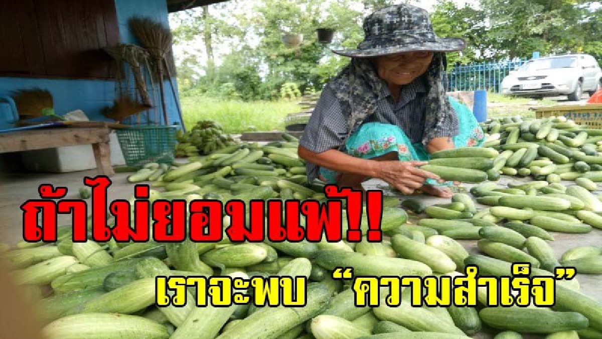 คุณยายสู้ชีวิต!? ยายเกษตรหนองเสือปลูก "แตงล้าน" สลับหมุนเวียนสร้างรายได้งาม เผยเมื่อก่อนล้มเหลวมาเป็นสิบแต่ไม่เคย "ย่อท้อ สู้จนสำเร็จ"