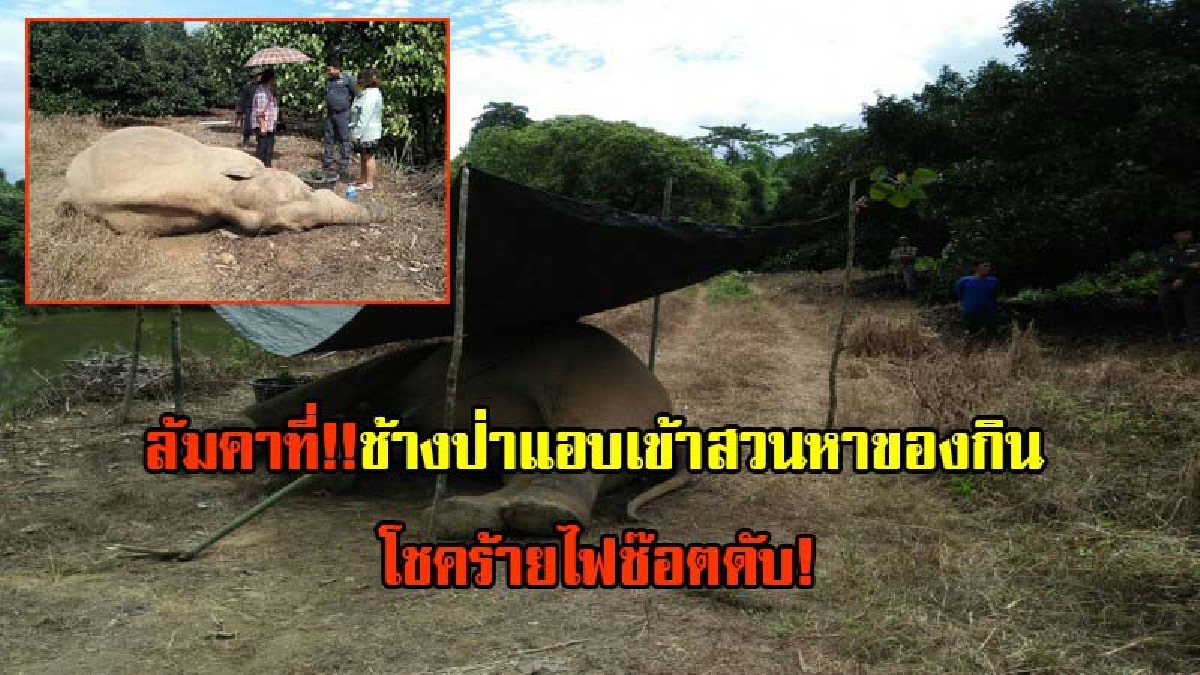 ดับอานาถ!! พบช้างป่าเพศผู้ล้มกลางสวน คาดแอบเข้ามาหาอาหารกิน แต่พลาดถูกไฟฟ้าช็อตเสียชีวิตคาที่ (มีคลิป)