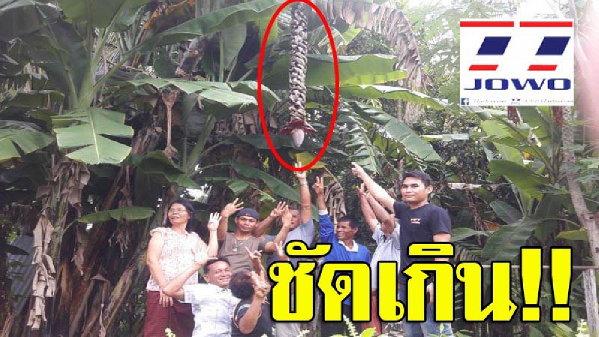 มาแน่!! ฮือฮากล้วยประหลาด ผลิกลับปลี ยาวกว่า 2เมตร ชาวบ้านตีเลขเด็ดเป็นภาษาเขมรพื้นบ้านสุรินทร์ ที่พ้องเสียงเป็นเลขชัดๆ (มีคลิป)