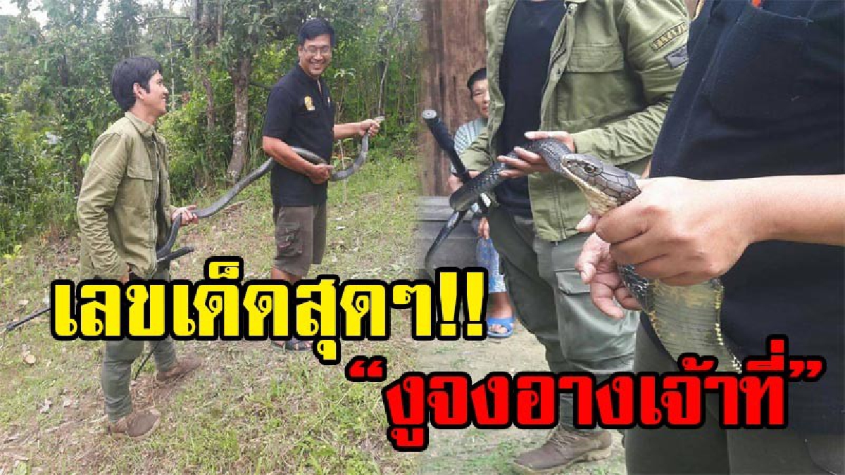 ตาดีได้ตาร้ายเสีย!? เซียนหวยห้ามพลาด งูจงอางเจ้าที่ ยาวเฟื้อย โผล่ทำรังออกไข่ 33 ฟอง ชาวบ้านแห่ตีเลขเด็ดเพียบ ยันงวดนี้มาแน่!!!