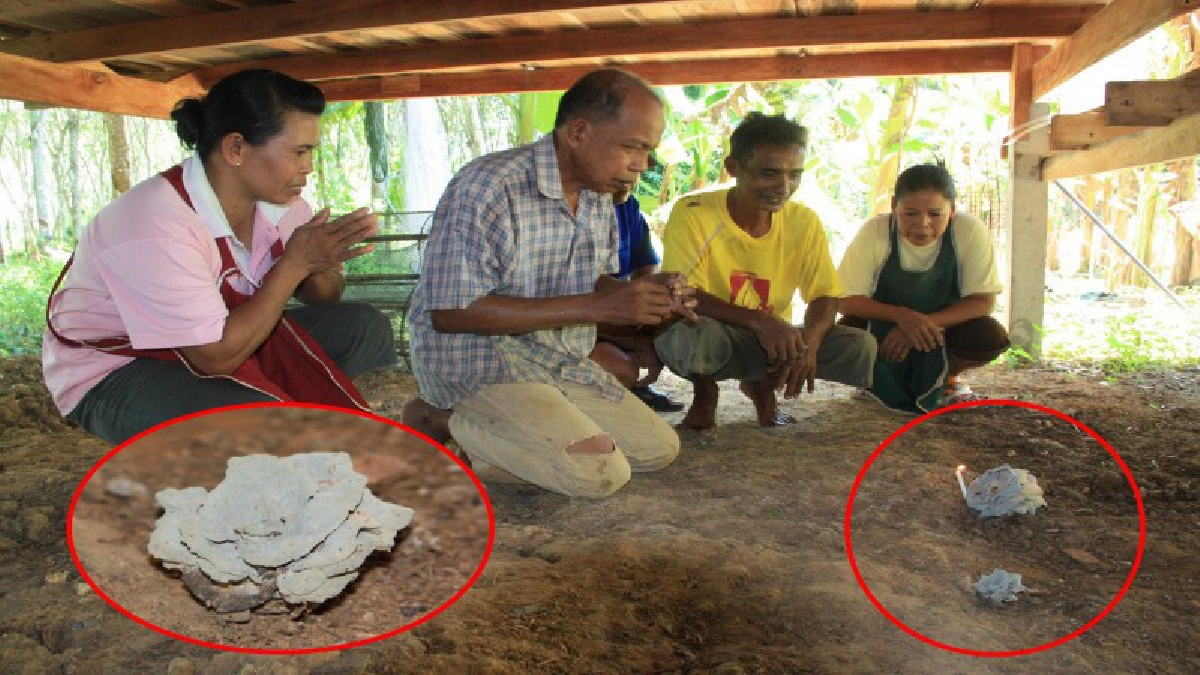 เก็บทุกเม็ด!! ชาวบ้านฮือฮา เห็ดประหลาดงอกเป็นหิน ผุดขึ้นใต้ถุนบ้าน ให้โชคมาแล้ว 3งวดติด ชาวบ้านแห่กราบไหว้ขอเลขเด็ดเพียบ (คลิป)