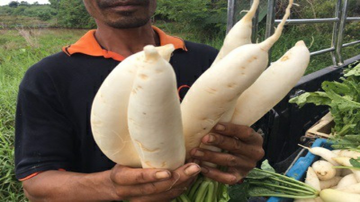เฮทั้งหมู่บ้าน!? ชาวบ้านอำเภอเทพสถิต จังหวัดชัยภูมิ ดีใจที่ราคา "หัวไชเท้า" สูงขึ้น ส่งผลให้ชาวบ้านมีความสุข ยิ้มออก สร้างรายได้งาม (มีคลิป)
