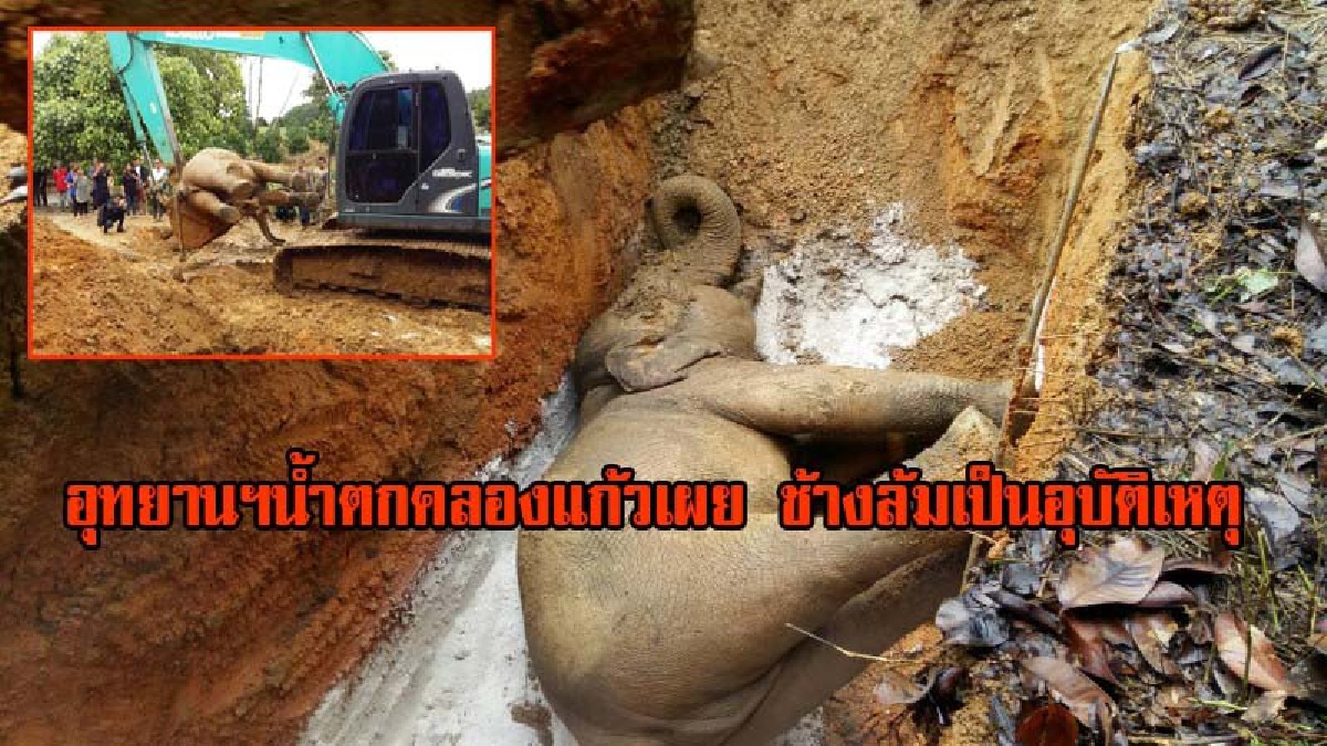 หัวหน้าอุทยานฯน้ำตกคลองแก้วเผย!! ช้างล้มเป็นอุบัติเหตุช้างซนกัดสายไฟฟ้าเครื่องปั๊มน้ำ ไม่ใช่โดนรั้วไฟฟ้าช๊อต (มีคลิป)