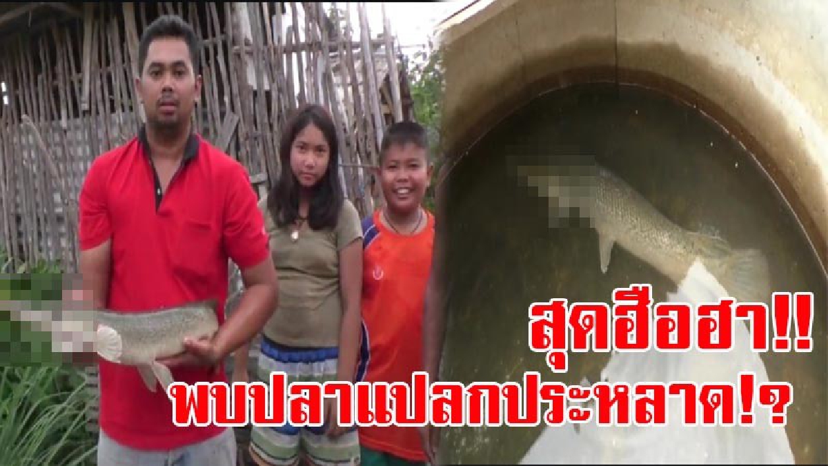 ฮือฮาทั้งหมู่บ้าน!! สุดตะลึง ชาวบ้านเจอปลาหน้าตาแปลกๆ ใช้ฉมวกแทงจับขังไว้ในวงบ่อ ผู้คนแห่มาดูกันไม่ขาดสายบอกไม่เคยเห็น!? (มีคลิป)