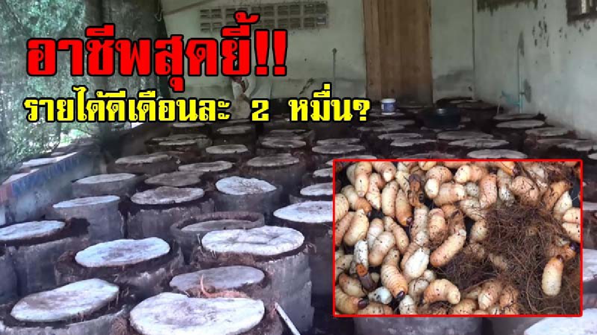 แม่หม้ายสุดแกร่ง!? หญิงวัย 50 เลี้ยงลูก 2 คนเพียงลำพัง หลังสามีเสียชีวิต กลับมาตั้งหลักใหม่ หันมาเลี้ยง "ด้วงลาน" สร้างรายได้ดี (มีคลิป)