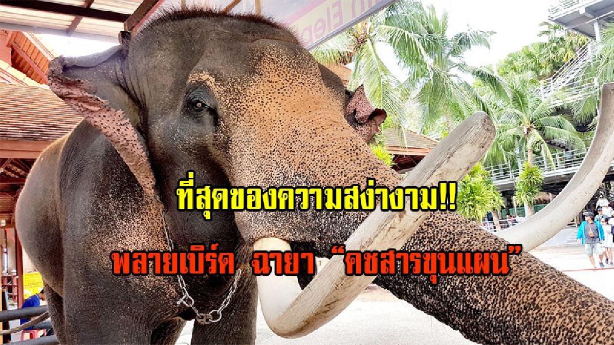 สง่างาม!! นักท่องเที่ยวแห่ยลโฉม พลายเบิร์ด ฉายา "คชสารขุนแผน" เจ้าชู้สุดคึกเมีย - ลูก เกือบ 100 คู่ เยอะที่สุดในโลก ปางสวนนุชัพทยา (มีคลิป)
