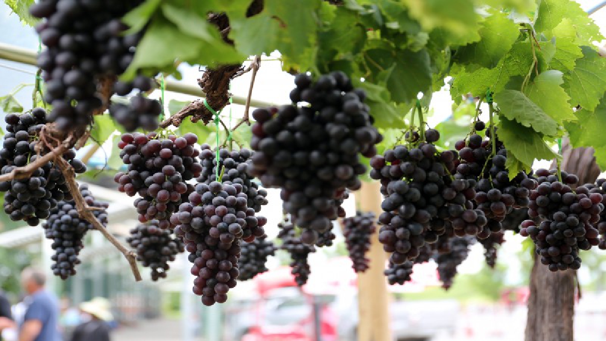&ldquo;สดจากดอย สู่มือคุณ&rdquo; ครั้งแรกกับเทศกาลองุ่น (Grape Fair) ณ อุทยานหลวงราชพฤกษ์ เชียงใหม่  3 วัน เท่านั้น (คลิป)