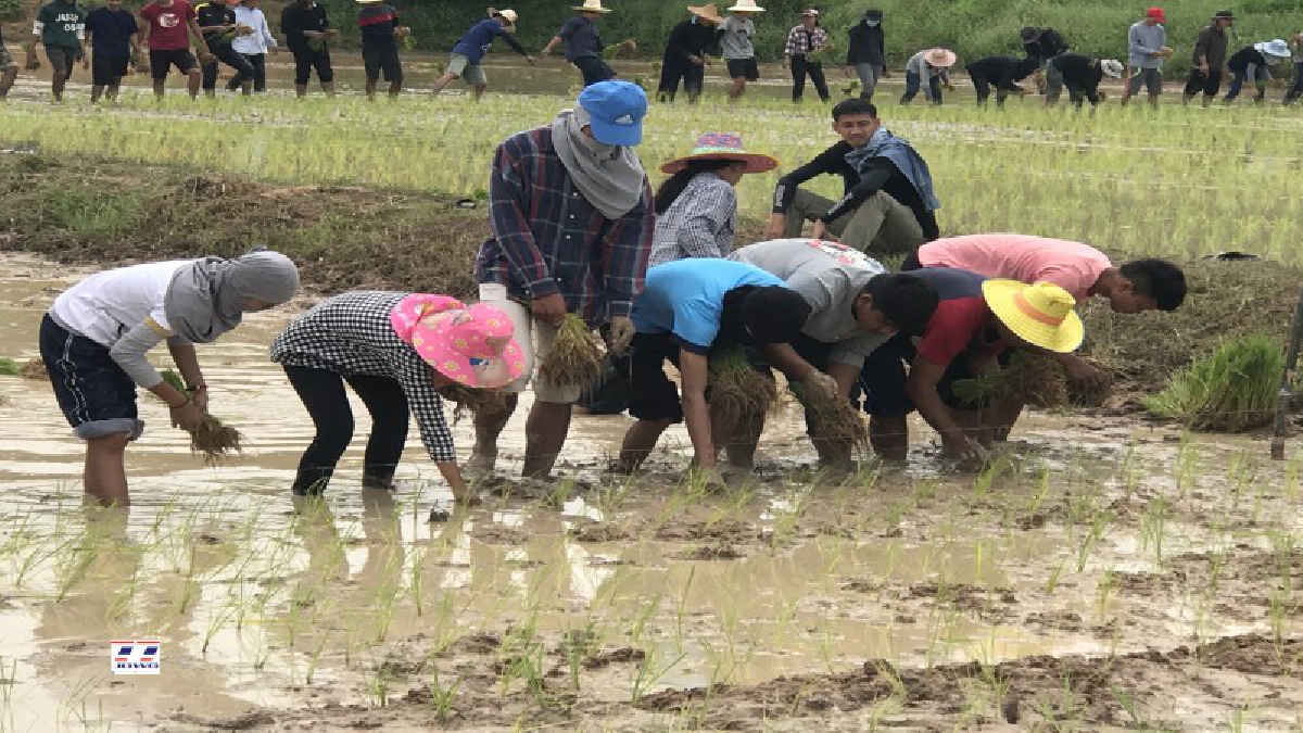ปรบมือรัวๆ!! รับน้องนักศึกษาใหม่หัวใจเกษตร "พาน้องลงแขกดำนา" ดีต่อใจ ใครก็ชอบ แบบอย่างรับน้องยุคใหม่ รักกันได้ ไร้ความรุนแรง (มีคลิป)