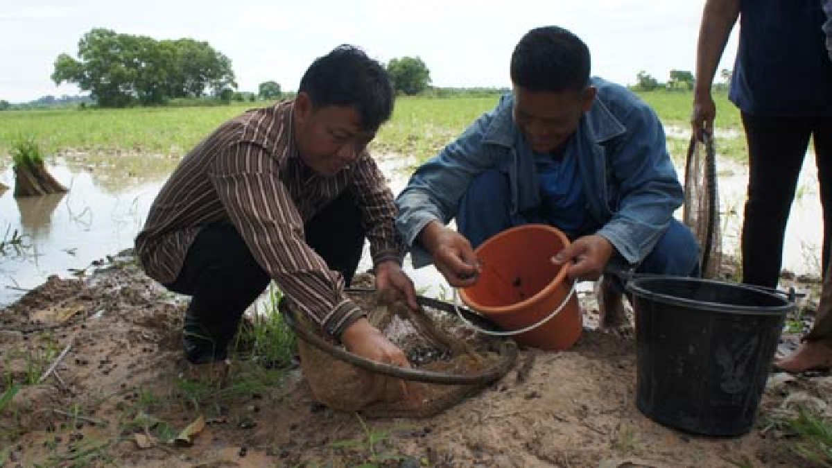เมนูสุดสยิว!! ชาวบ้านแห่ออกหาจับ "ลูกอ๊อด" ตามทุ่งนา ไปปรุงอาหารเมนูเด็ด ที่เหลือแบ่งขาย สร้างรายได้ช่วงหน้าฝน (มีคลิป)