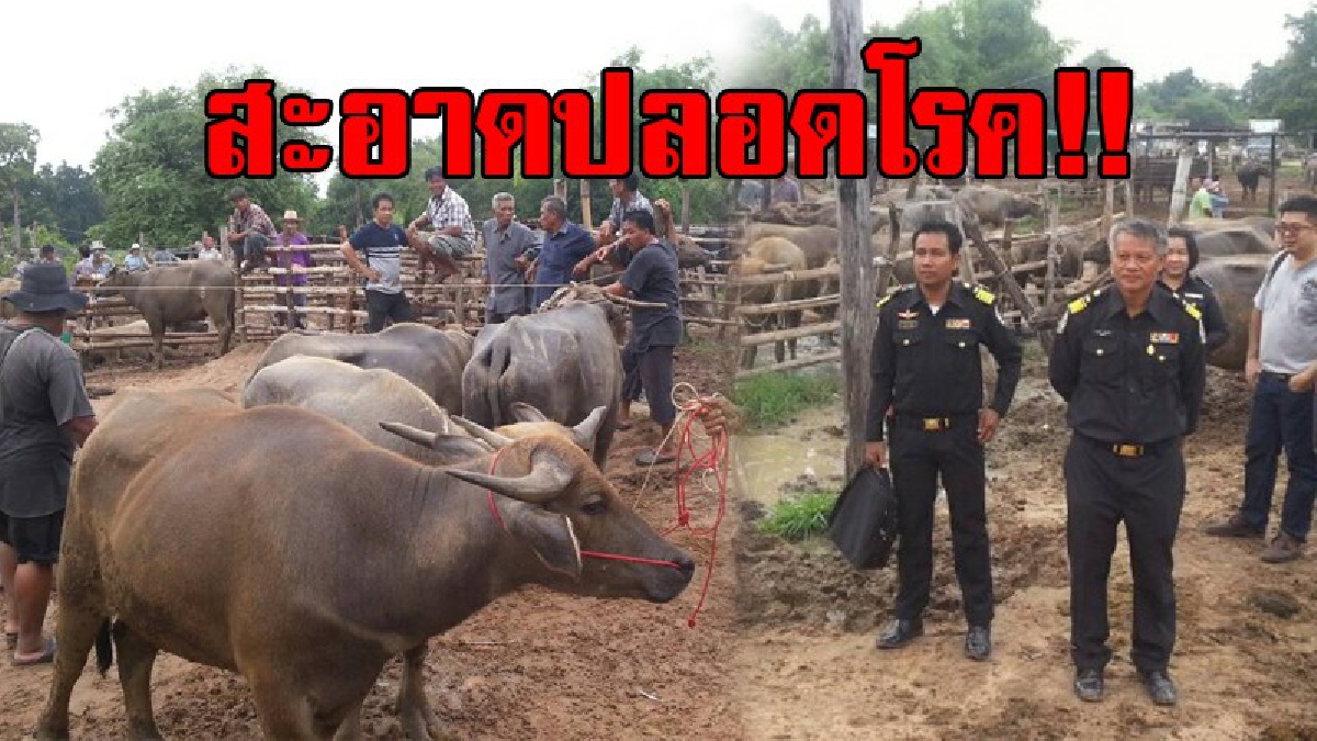 สะอาดปลอดโรค!! ปศุสัตว์อุทัยฯ คุมเข้ม "ตลาดนัดวัวควาย" พ่นยาทั้งเข้าและออก เน้นปลอดเชื้อโรค สร้างความเชื่อมั่นให้กับผู้ซื้อ (มีคลิป)