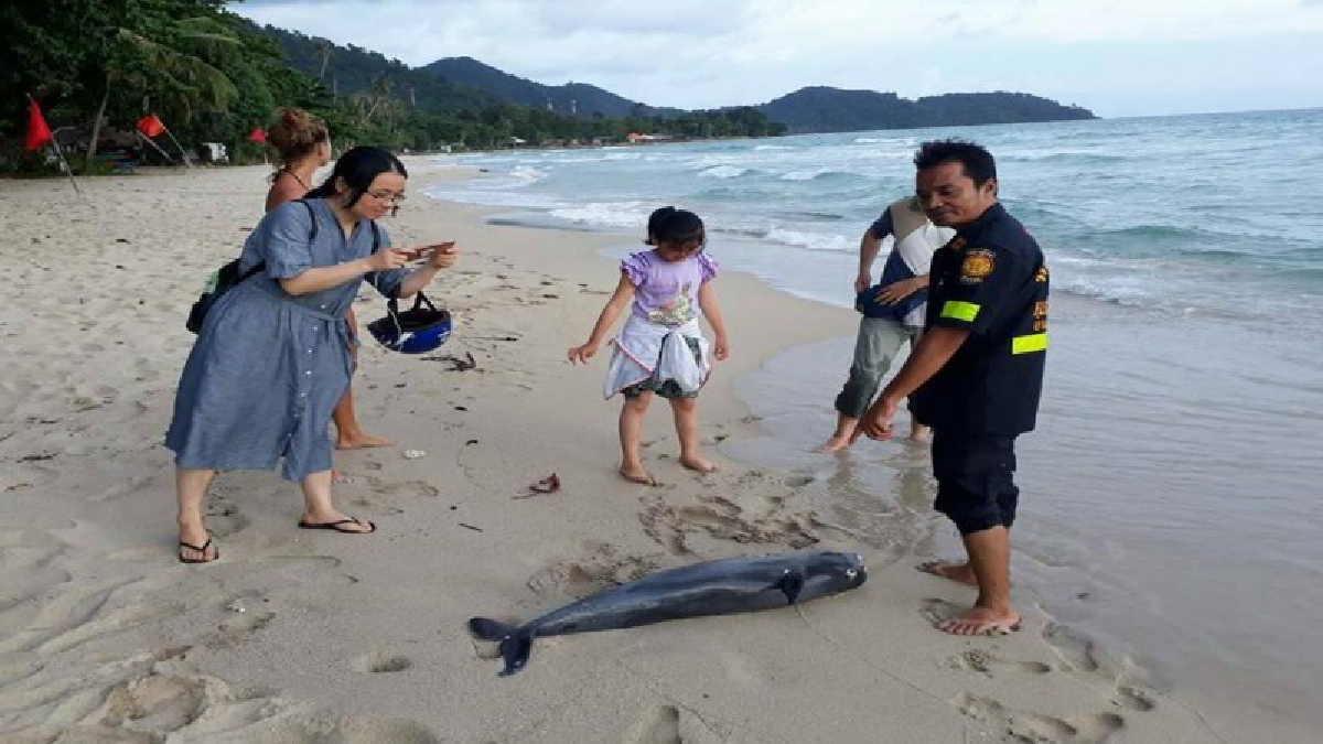 สลดใจ..นักท่องเที่ยวเดินเล่นบนชายหาด ถึงกับผวา พบซากลูกโลมา บาดแผลคล้ายของมีคมบาดที่หัว-ลำตัว (มีคลิป)