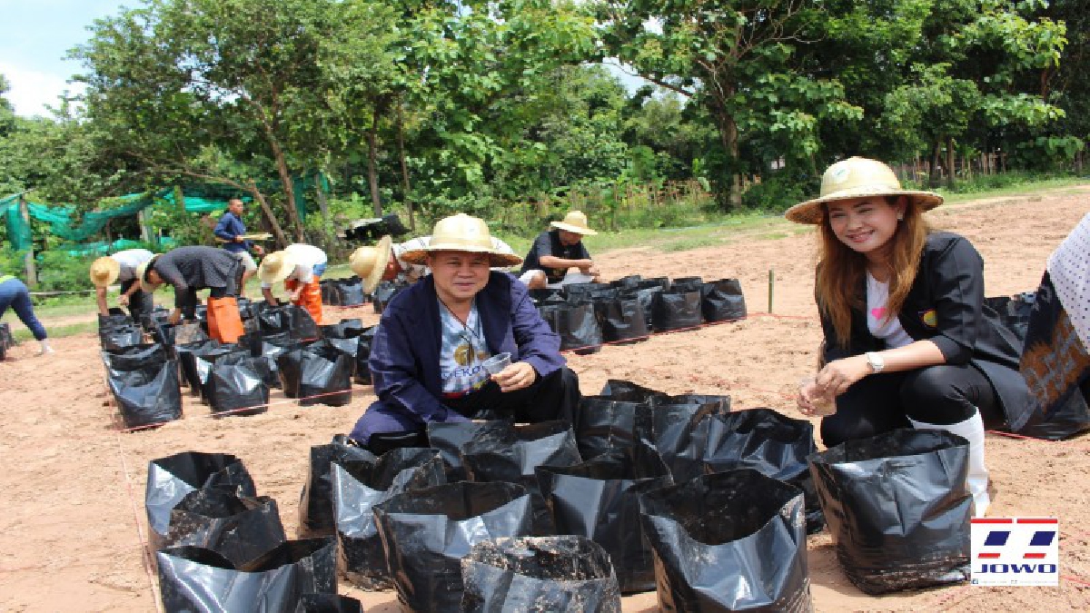 แห่งแรกในประเทศไทย!! สุรินทร์ไอเดียเจ๋ง นำร่องปลูกข้าวนาถุง ปลอดสารเคมี ไม่มีเนื้อที่ทำนาก็สามารถปลูกได้ (มีคลิป)