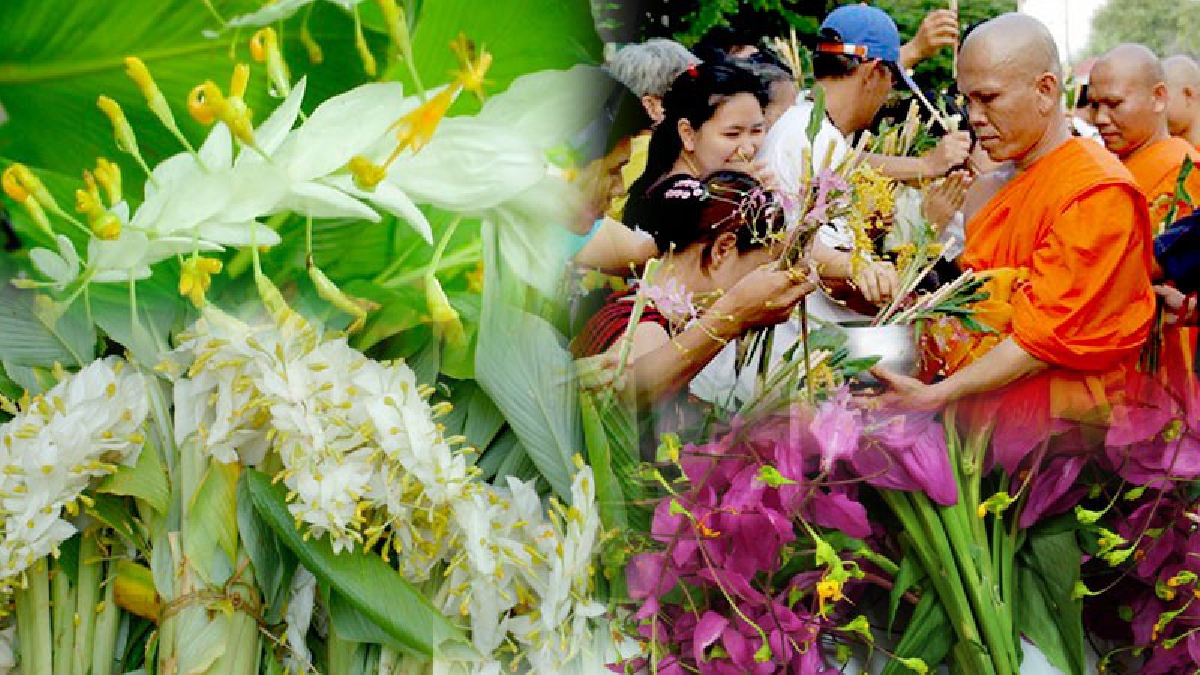 หนึ่งเดียวในโลก แต่กำลังสาบสูญ!! เกษตรกรเร่งตัดดอกเข้าพรรษา ขายช่วงประเพณีตักบาตรดอกไม้หนึ่งเดียวในโลก วัดพระพุทธบาท ฯ สระบุรี (มีคลิป)