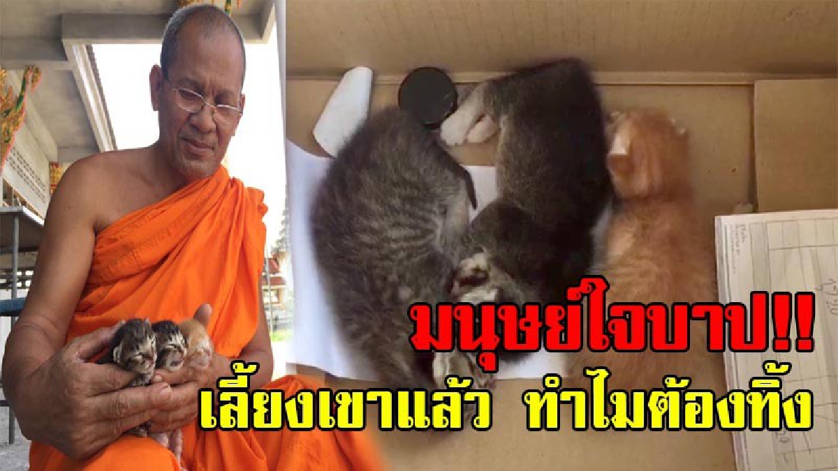 นักบุญใจบาป!!มนุษย์บาปหนา แอบนำลูกหมา-แมวรวม 5 ตัว ยังไม่ลืมตามาปล่อยทิ้งวัด พระช่วยรอดหวุดหวิดก่อนโดนสุนัขกัด ชี้เป็นการนำมาฆ่าให้ตาย(คลิป)