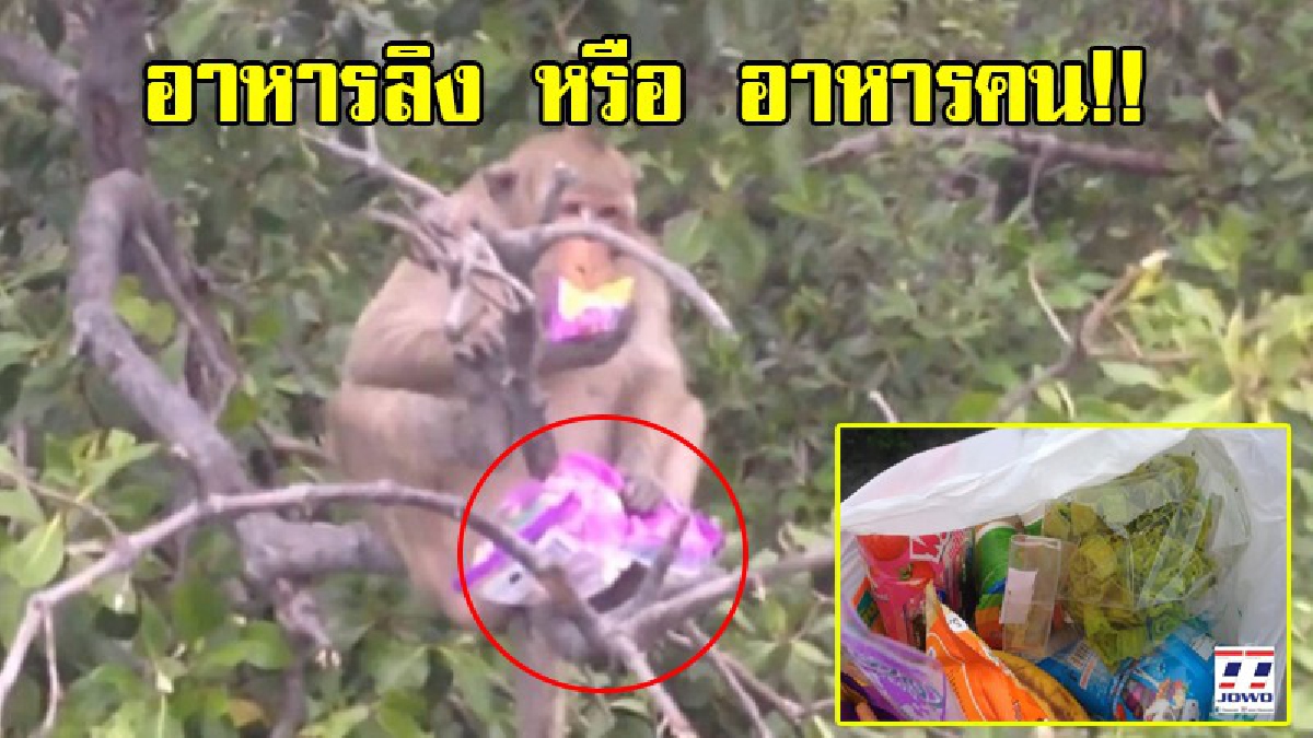 สุดสงสาร!? แหล่งอาหารไม่พอกิน "ลิงบางทราย" ขออาหารจากคน พบเริ่มเป็นโรคอ้วน เพราะวันๆนั่งรอแต่อาหาร ไม่ออกหากิน (มีคลิป)