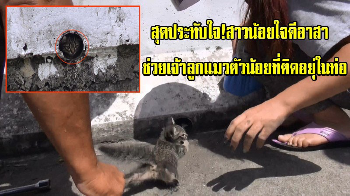 ภาพสุดประทับใจ!!ชาวบ้านพบลูกแมวติดท่อระบายน้ำขนาดเล็กบนราวสะพาน ส่งเสียงร้องโอดครวญน่าสงสาร สาวน้อยใจดีอาสาใช้มือล้วงจนช่วยออกมาได้ (ชมคลิป)